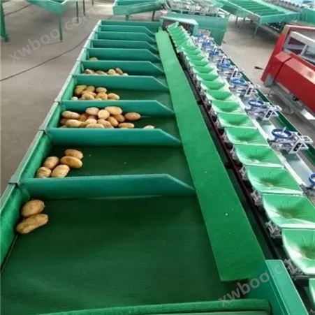 小型马铃薯分选机  自动分大小的机器 选果机