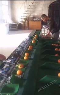台州红美人选果机  柑橘称重分级的工具