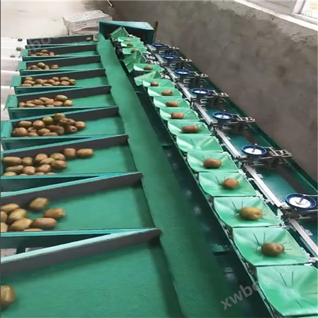 博山猕猴桃分选机 自动化分级技术 选果机