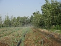 微喷带灌溉-微喷带